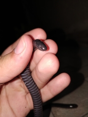 Siphonops