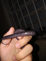 Siphonops