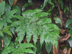 Tectaria fuscipes