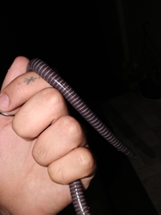 Siphonops