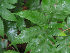 Tectaria fuscipes