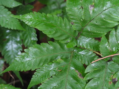 Tectaria fuscipes