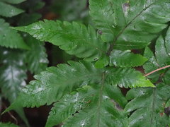 Tectaria fuscipes