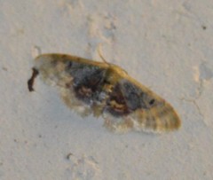 Idaea scintillularia