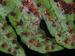 Tectaria fuscipes