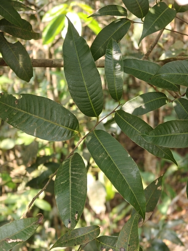 Nothopegia beddomei observed 2026-03-05