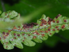 Tectaria fuscipes