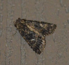 Condica albigera