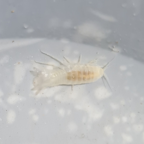 Sphaeromides raymondi
