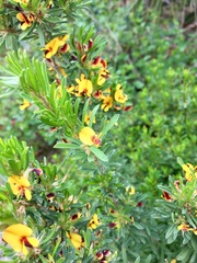 Pultenaea canaliculata