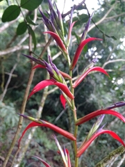Tillandsia leiboldiana