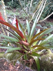 Tillandsia leiboldiana