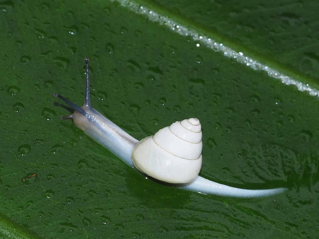 Satsuma albida species complex