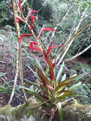 Tillandsia leiboldiana