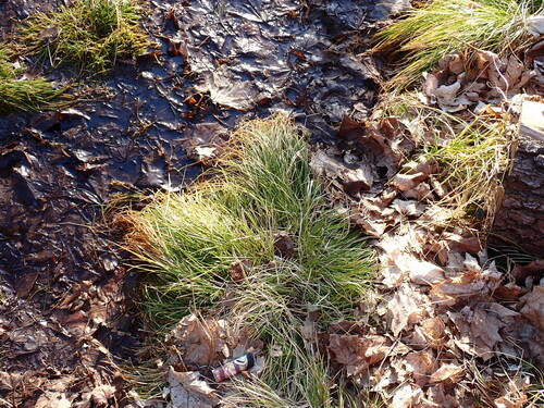 Remote Sedge (Carex remota)
