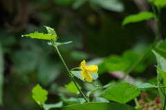 Pavonia sepium