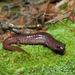 Southern Red Salamander - Photo (c) evangrimes, some rights reserved (CC BY), uploaded by evangrimes