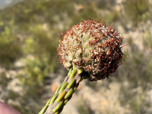 Brunia neglecta (Brunia neglecta)