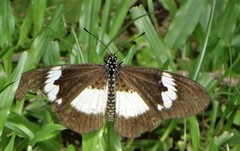 Acraea aganice