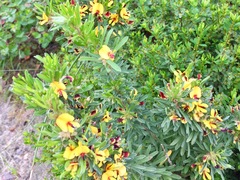 Pultenaea canaliculata