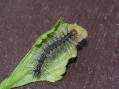 Lemyra rhodophilodes