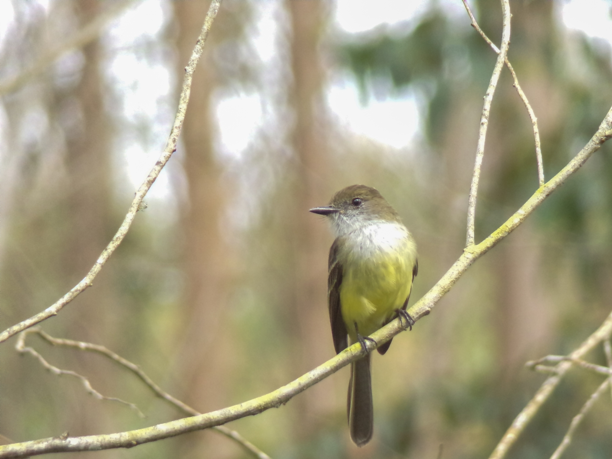 Pale-edged Flycatcher illustration