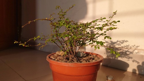 Phyllanthus cochinchinensis iNat (1)