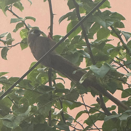 Speckled Mousebird