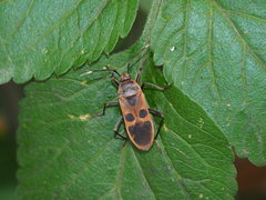 Physopelta gutta gutta