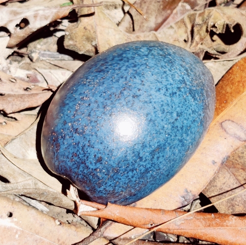 Cerbera inflata observed 2026-02-02