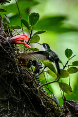 Lampornis viridipallens