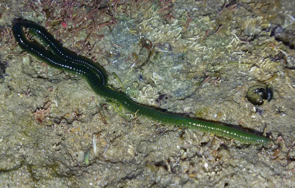 Green Leaf Worm Intertidal Species Of NE Atlantic INaturalist