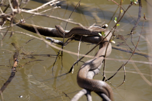 Graham's Crawfish Snake