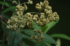 Buddleja bullata