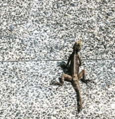 Agama