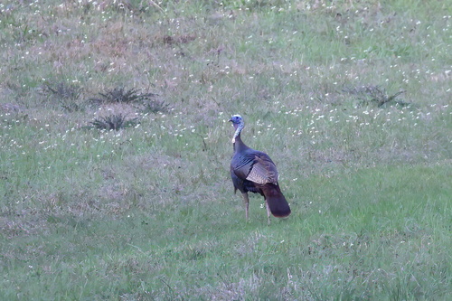 Wild Turkey photographed in Louisiana