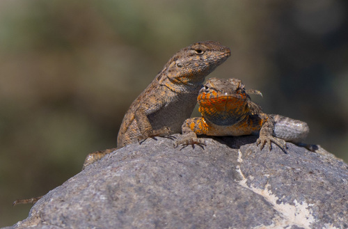 Common Side-blotched Lizard, photo 7 of 10