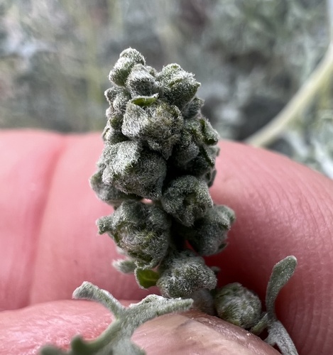 burrobush (Ambrosia dumosa)