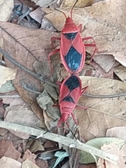 Probergrothius sanguinolens