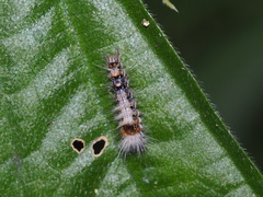 Euproctis baibarana