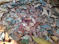 Probergrothius sanguinolens