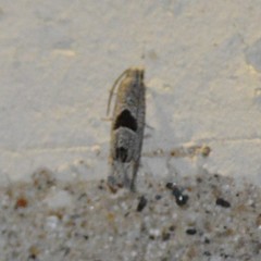 Pelochrista consobrinana