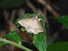 Hypospila creberrima