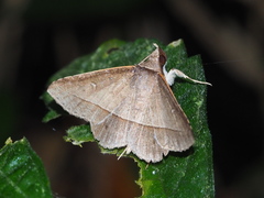 Hypospila creberrima