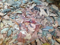 Probergrothius sanguinolens