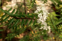 Veronica subfulvida
