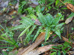 Arachniodes rhomboidea