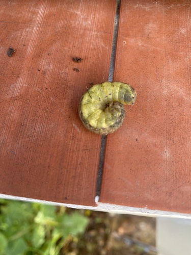 Large Yellow Underwing