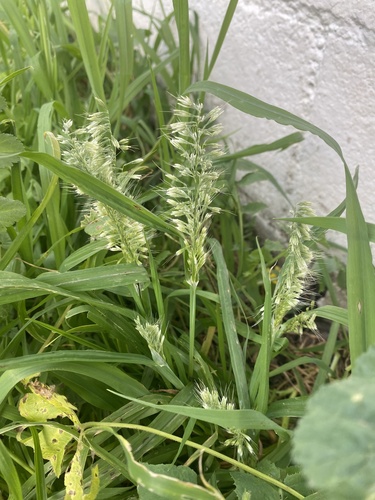 goldentop grass