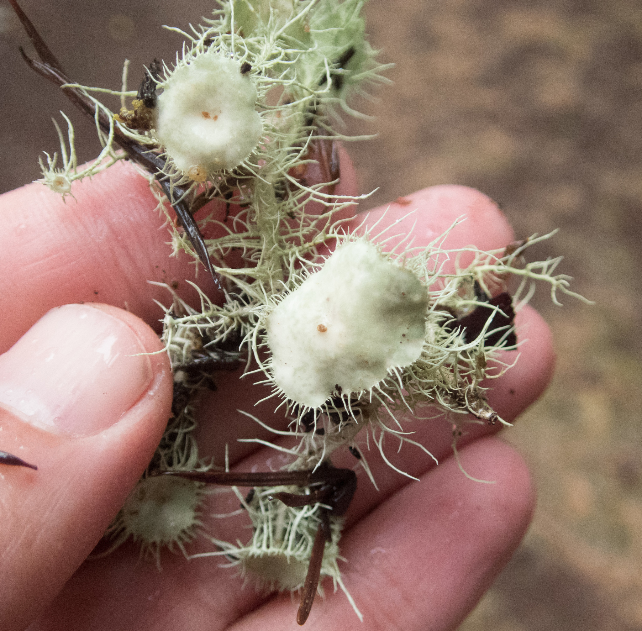 Usnea image